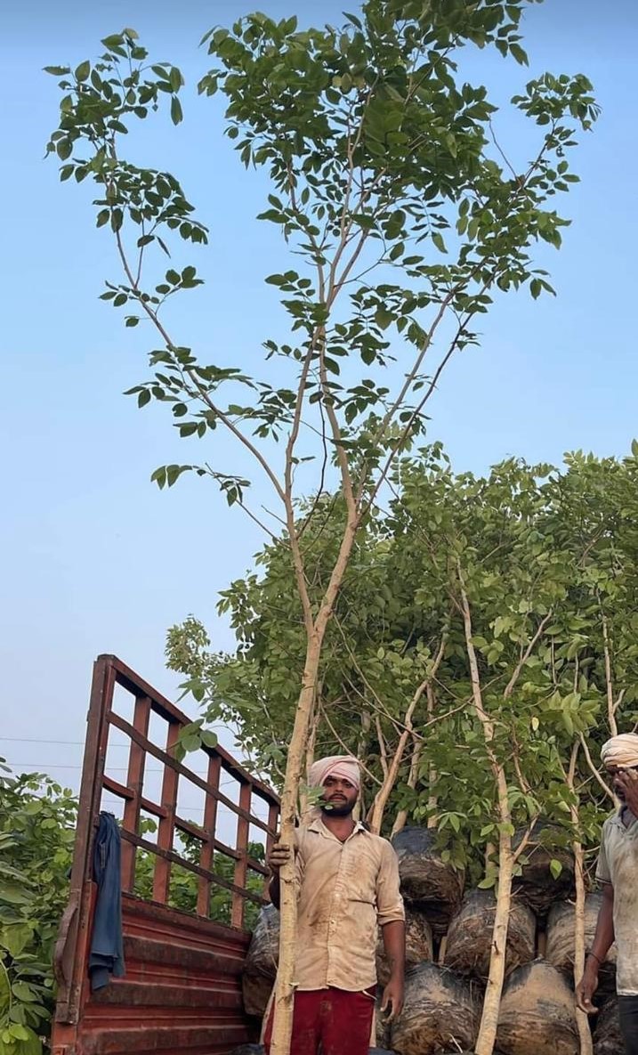 Big tree plants by Total Green Solutions — photo 5